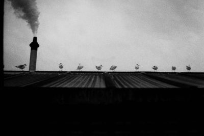 Seagulls overlooking the Glasgow Rowing Club ©Samuel F.