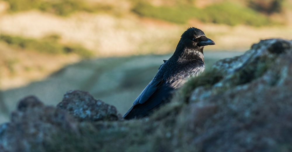 A crow on Arthur's Seat, Edinburgh ©samuel F.