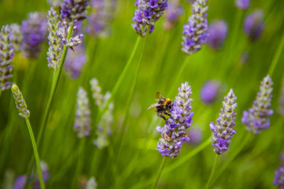 Bee collecting pollen in Brittanny ©Samuel F.