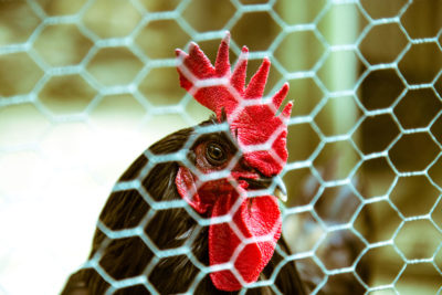 Britanny Black Cock chicken ©Samuel F.