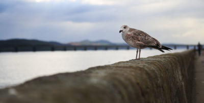 A Seagull in Dundee ©Samuel F.