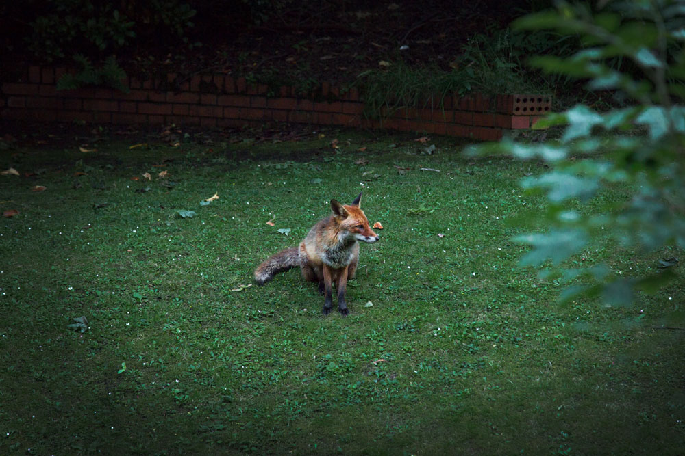 Albator, my half Blind fox, in Glasgow ©Samuel F.