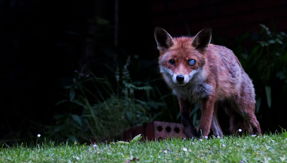 Albator, my half Blind fox, in Glasgow ©Samuel F.
