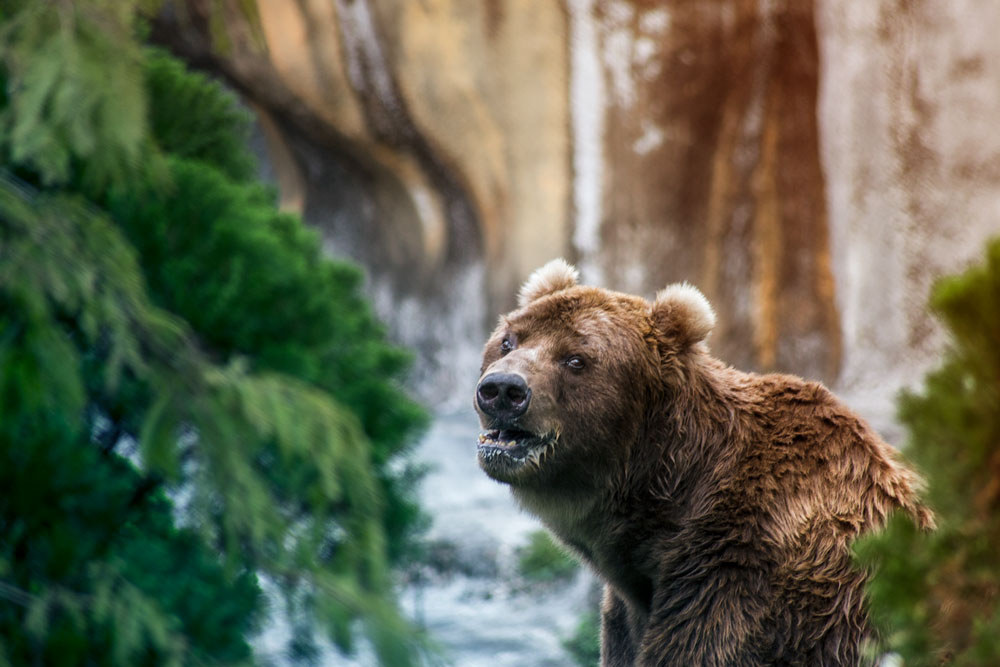 Brown Bear, shot in taiwan ©Samuel F.