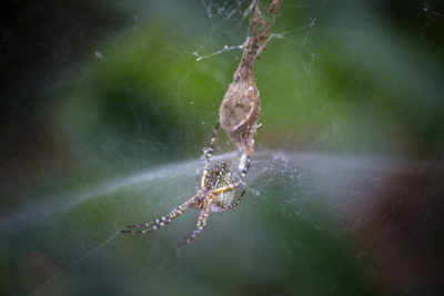 Spider net in Taiwan ©Samuel F.